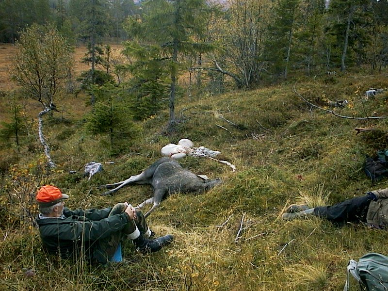 1999 ku ved Linerlemyra_1.jpg - Odd felte ei kvige fra Seteposten. Den ble liggende i kanten av Linerlemyra